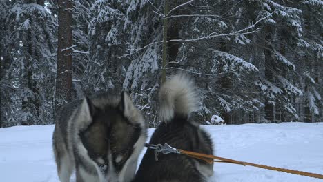 playful huskies having fun, while taking a break from dogsled, in snowy forest, cold, cloudy winter day, - handheld, closeup, slow motion shot