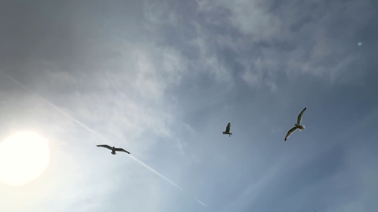 슬로우 모션으로 여름의 태양에 의해 윤곽을 그리며 날아다니는 해변의 갈매기