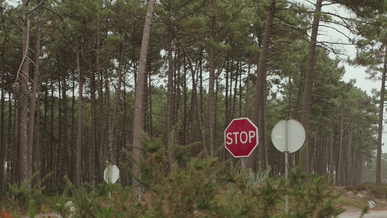 Red stop sign surrounded by tall pine trees along a quiet forest road