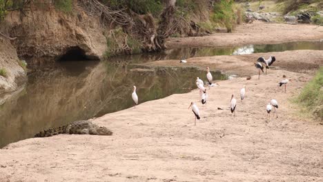 group of yellow-billed storks and crocodile near the pond in masai mara, kenya - wide shot