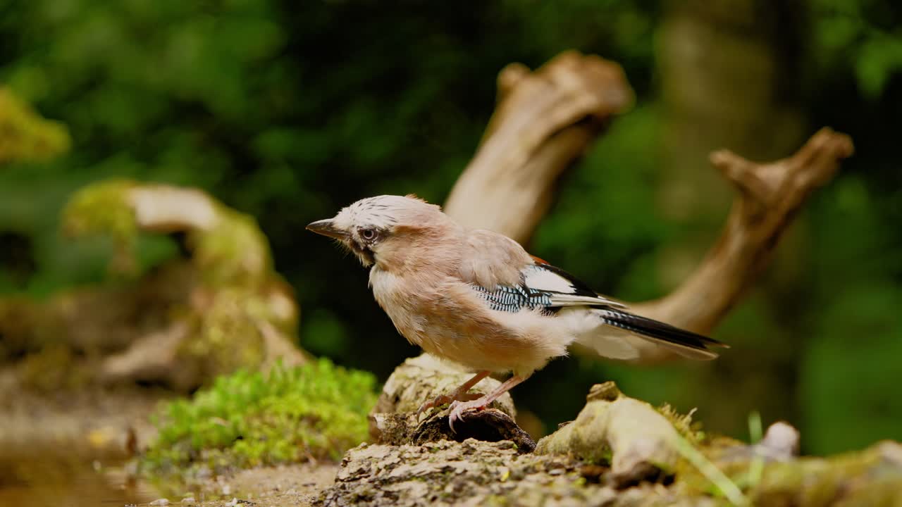 jay eurasiático en friesland países bajos vista lateral mientras se inclina para comer y recoger comida
