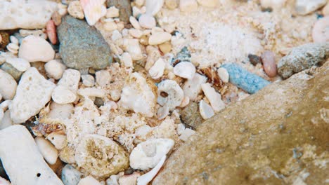 Hermit-crab-flipping-itself-over-and-walking-away-on-rocky-beach,-CLOSE-UP