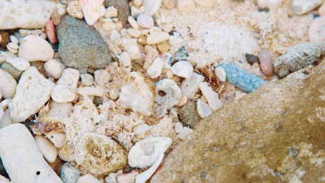 cangrejo ermitaño volteándose y alejándose en una playa rocosa, de cerca