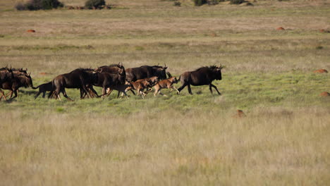 Una-Manada-De-ñus-Corriendo-En-El-Desierto-Africano-En-Cámara-Lenta,-Toma-Amplia