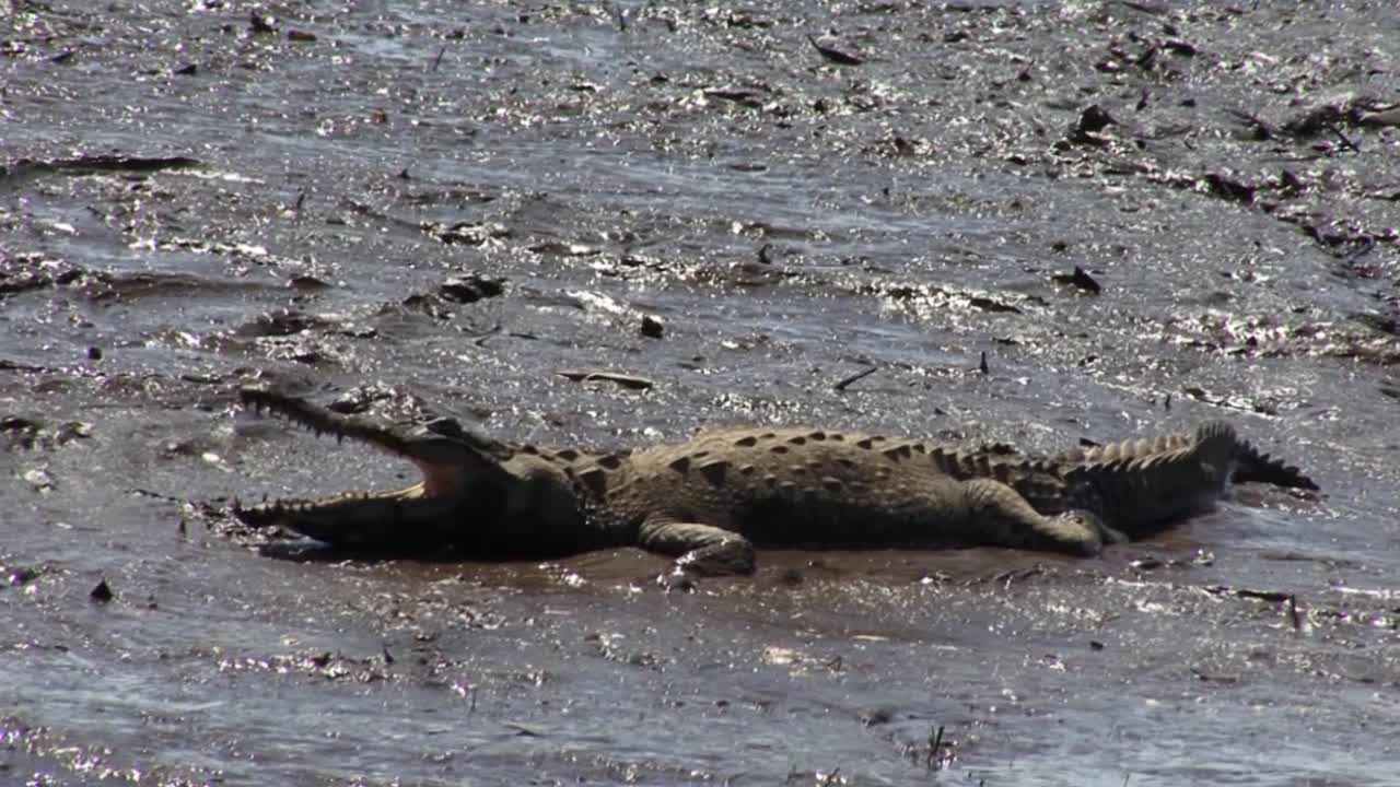 cocodrilo grande descansando en la orilla fangosa del río tarcoles en costa rica