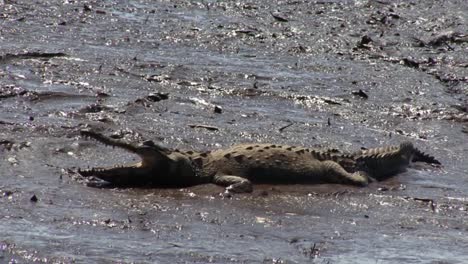 cocodrilo grande descansando en la orilla fangosa del río tarcoles en costa rica