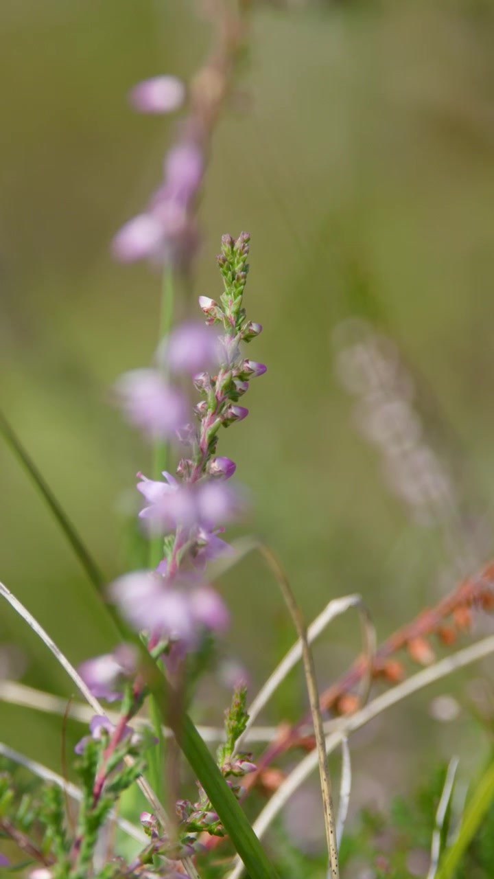 Fiori selvatici di erica viola ondeggiano dolcemente in un prato, catturati con profondità di campo ridotta e luce naturale del giorno.