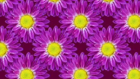 crisantemos en un fondo púrpura. patrón de animación del concepto de bucle sin costuras floral