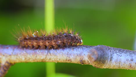 la oruga phragmatobia fuliginosa también tigre rubí. una oruga se arrastra a lo largo de una rama de un árbol sobre un fondo verde.