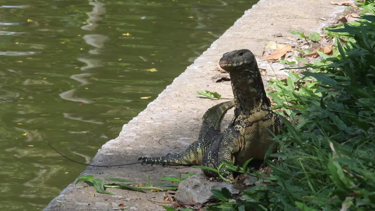 monitor de agua asiático tomando el sol al aire libre junto a un lago en una pared de hormigón y hierba verde