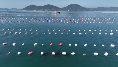 boat travels through an oyster farm in geoje, south korea located in geyongsang province