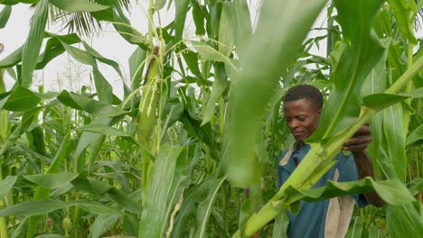 black-african-male-farmer-working-in-mais-korn-plantation-field-using-a-machete-for-harvesting-in-slow-motion