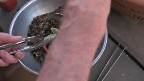 male hands put potting soil into a terra-cotta pot with small cactus, close-up