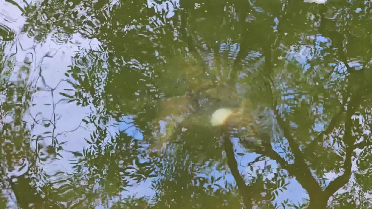 Handheld video of a large Common Snapping Turtle Chelydra serpentina eating bread