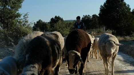 Pastor-Pastoreando-Ovejas