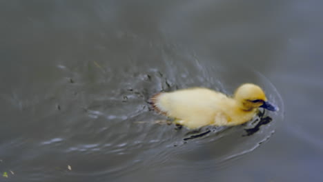 little yellow baby duckling swimming alone in the greenish lake filmed in high resolution slow motion 4k 120fps