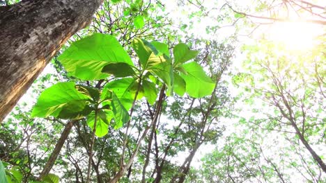 el sol brillaba a través de las hojas verdes en el bosque