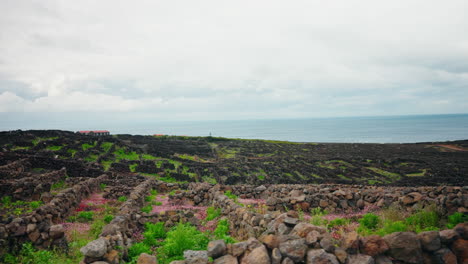 Wide-shot-of-Lava-Rock-for-vineyard-walls-on-Pico-island-in-the-Azores,-Portugal