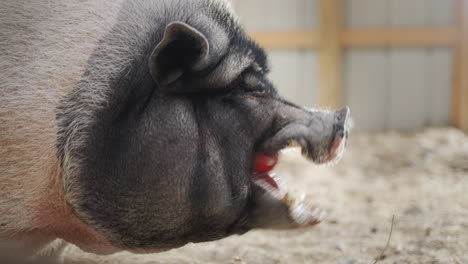 A-huge-gray-boar-eats-an-apple-in-a-barn