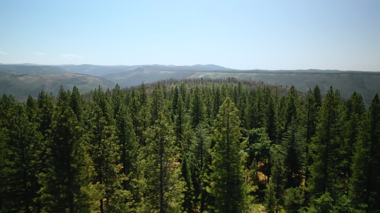 Aerial drone footage flying over dense pine forest at Lake Tahoe, California. Bird's eye view of treetops in Sierra Nevada mountains. Perfect for nature documentaries and California travel content