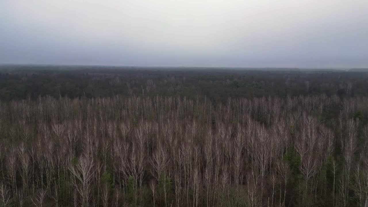 어두운 겨울 날 동안 잎이 없는 버드 숲을 고 있는 안개. 놀라운 공중 전망 비행 오버플라이 오버 드론