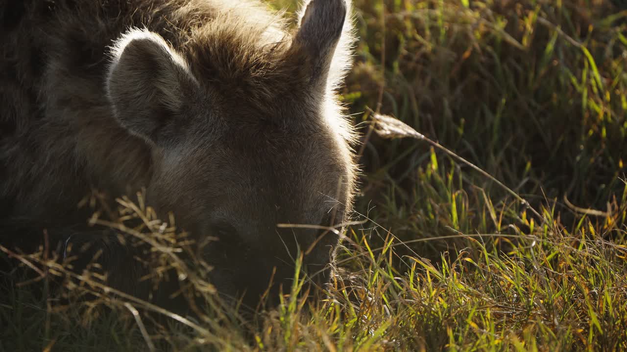 A shy hyena hides its face in the tall grass, creating a sweet moment in the African savanna. This wild predator shows an unexpected gentle side while resting
