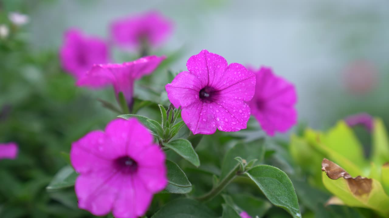 vista de las flores de petunia después de la lluvia