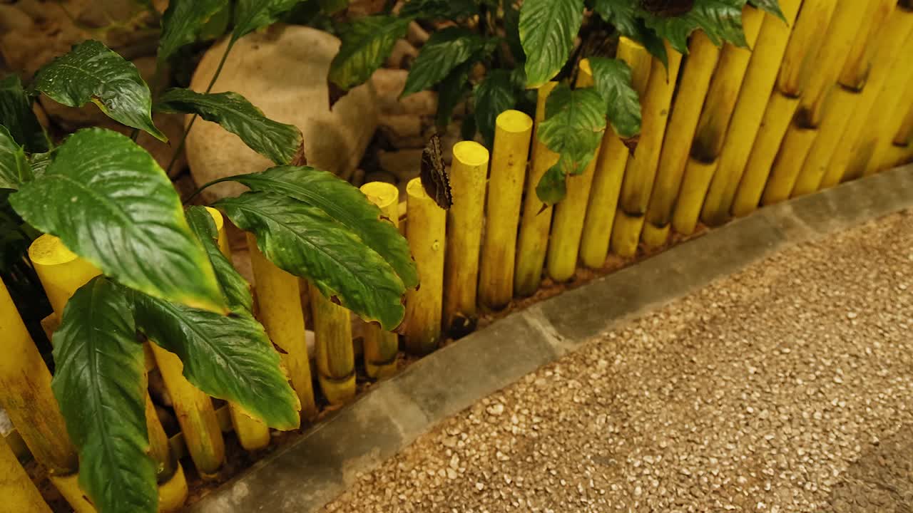 나비 정원에서 조용한 길