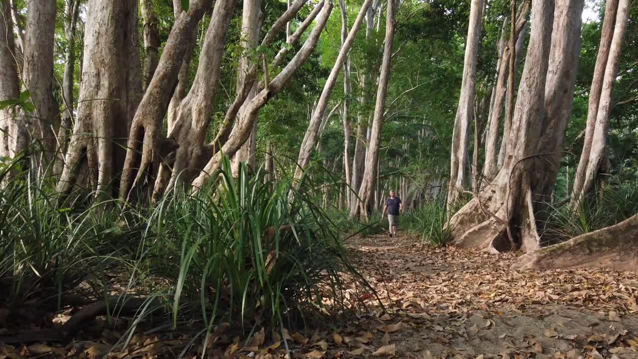 hombre caminando hacia y más allá de la cámara en el bosque cerca de redlynch cairns