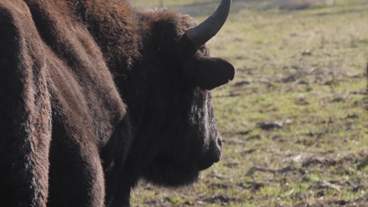 Żubroń in side view on open pasture. Perfect footage for nature documentaries, rare livestock education, hybrid species research, or rural biodiversity presentations.