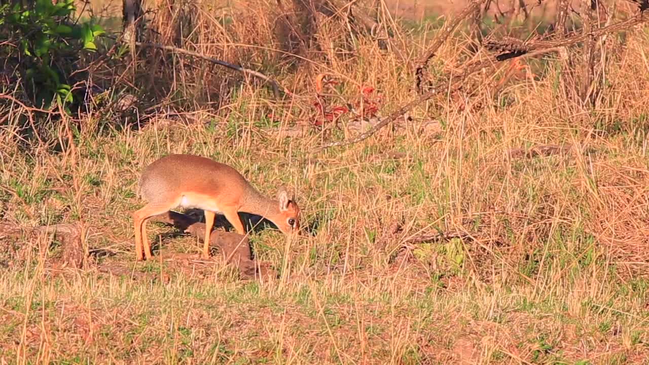 lindo joven antílope dik dik come hierba con cautela en masai mara, kenia