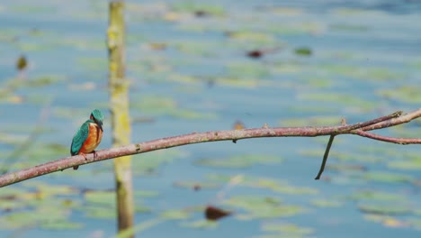 kingfisher perched on branch over idyllic pond in friesland netherlands stares down and flies away