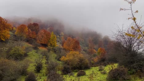 walking in a beautiful colorful wild nature in unesco forest in iran autumn hiking in cloudy sky cool weather with morning fog and superb view of trees covered by red green orange yellow color leave