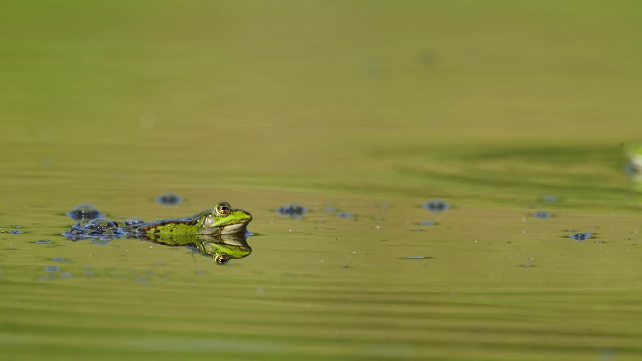 연못에 숨어있는 녹색 개구리. 선택적 초점