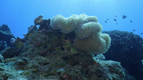 beautiful soft coral gently swaying in the ocean current, amassing and feeding on plankton