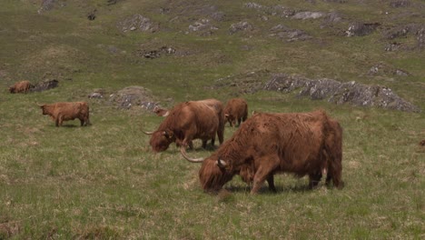 Herd-of-Highland-cows-grazing-in-Highland-glen,-Scotland