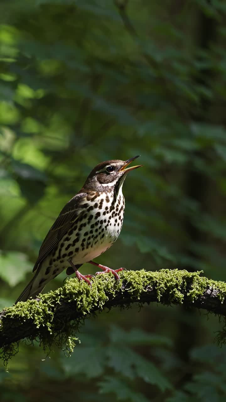 Un primo piano all'altezza degli occhi di un uccello canoro appollaiato su un ramo muschioso in una foresta lussureggiante