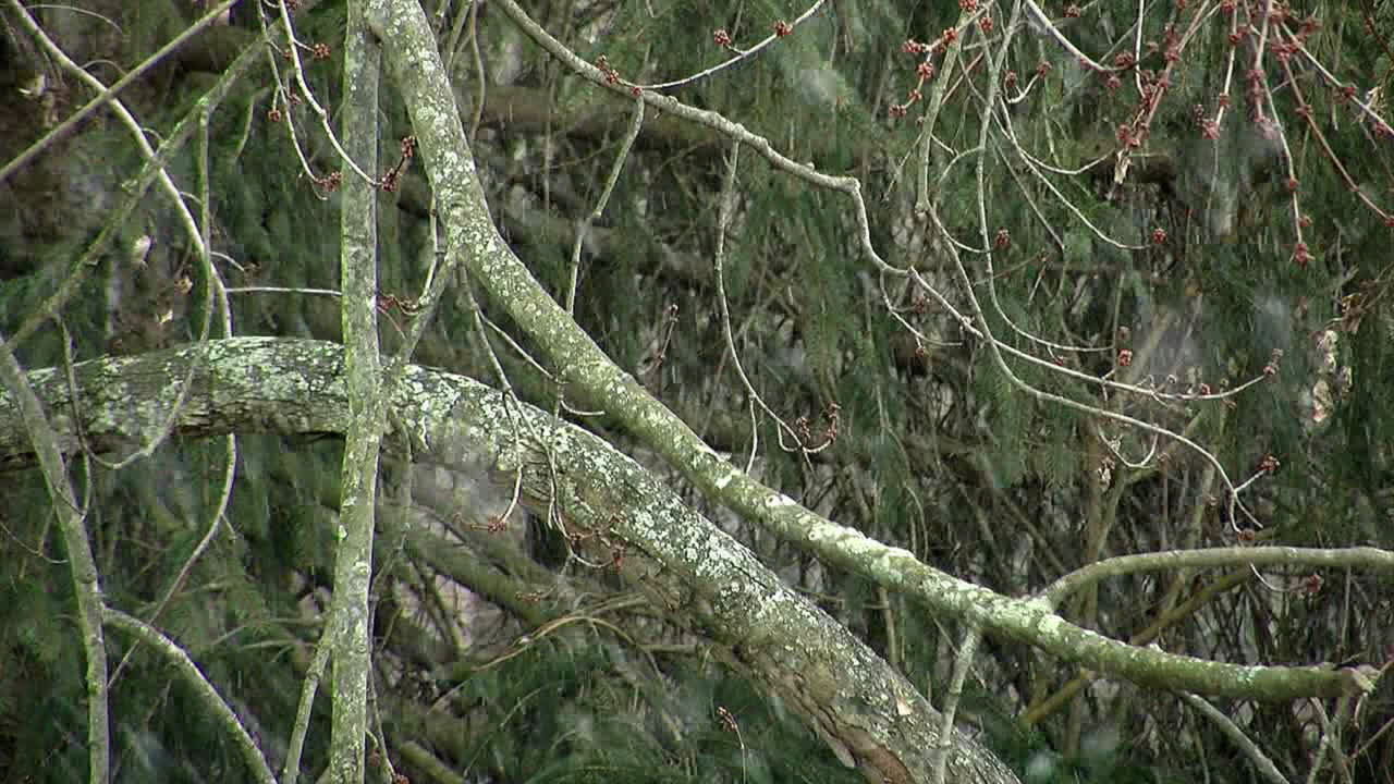 단풍나무 가지에 눈이 내립니다.