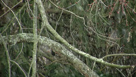 la nieve cae alrededor de las ramas de un árbol de arce