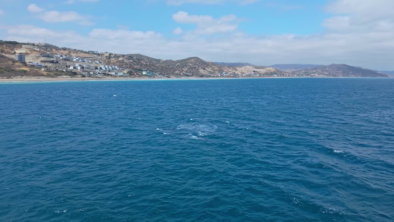 Baby humpback whale breaching near the shore of Santa Marianita, Ecuador