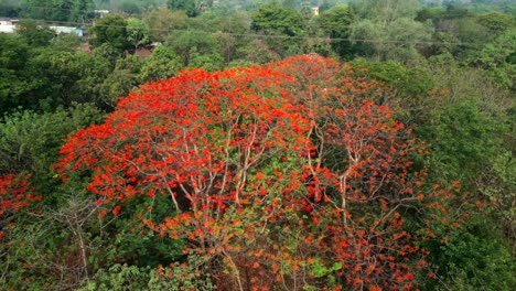 árbol de arce cerca de un disparo de drone