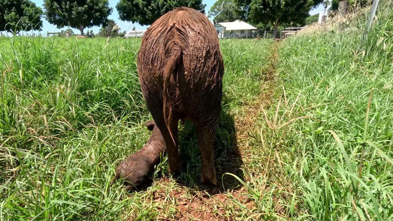 잔디에서 돼지로부터 돼지에게 먹이를 주는 것