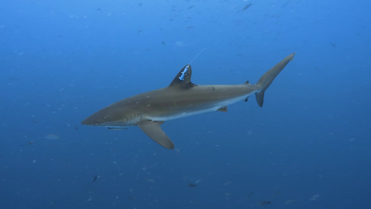 Silky shark with big scientific tag on the dorsl fin, Galapagos Islands, Ecuador