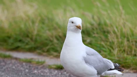 seagull standing and moving in grassy area