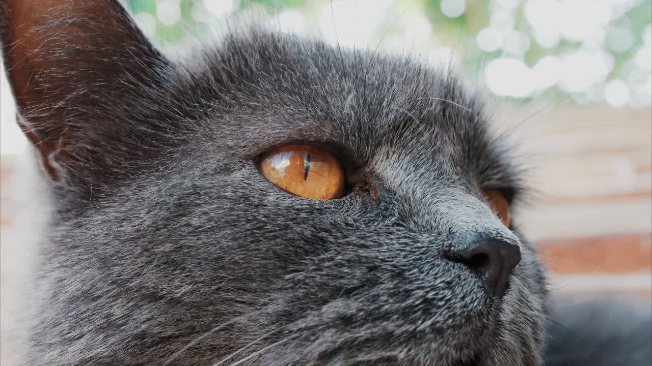 Close up of the intense orange eyes of a grey British Shorthair cat