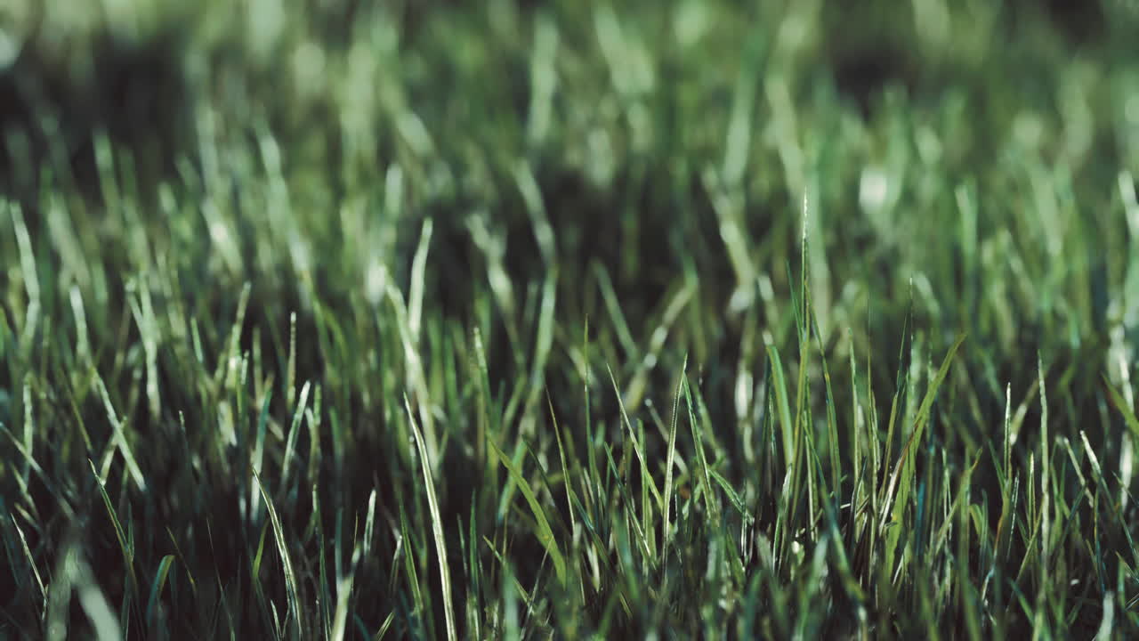 Lush green grass swaying gently in the warm afternoon breeze in a park