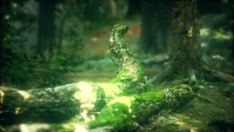 old trees with lichen and moss in green forest