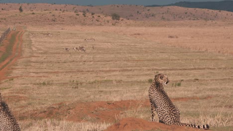 Guepardos-Mirando-A-Su-Alrededor-En-La-Sabana-Africana,-Manada-De-Cebras-En-La-Distancia