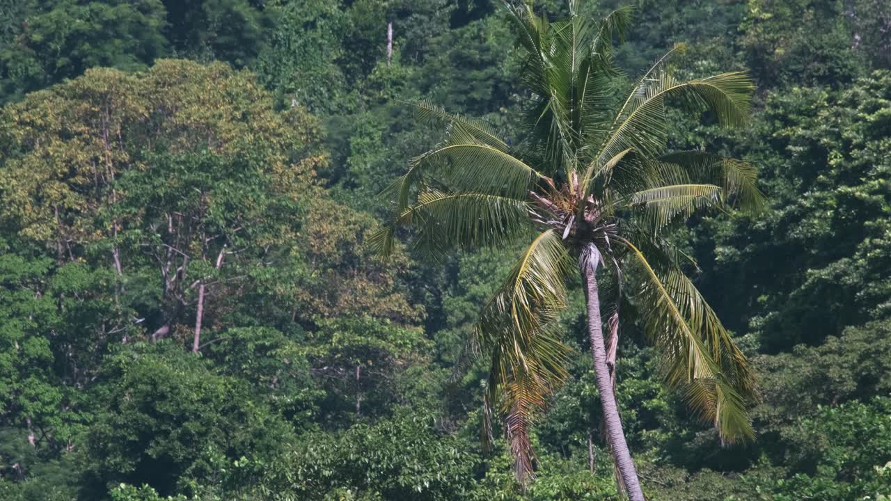 imágenes de tiro medio de 4k de palmeras meciéndose en el viento con bosque tropical en el fondo