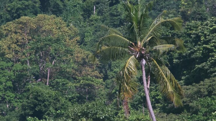 4k metraggio medio di palma che ondeggia nel vento con la foresta tropicale sullo sfondo